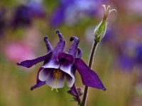 P5235408