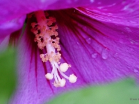P7211584