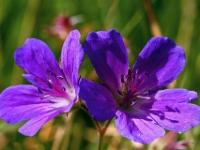 P8214332