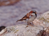 P8263320