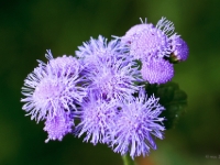 P8263432