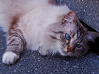 Sam-P7045490